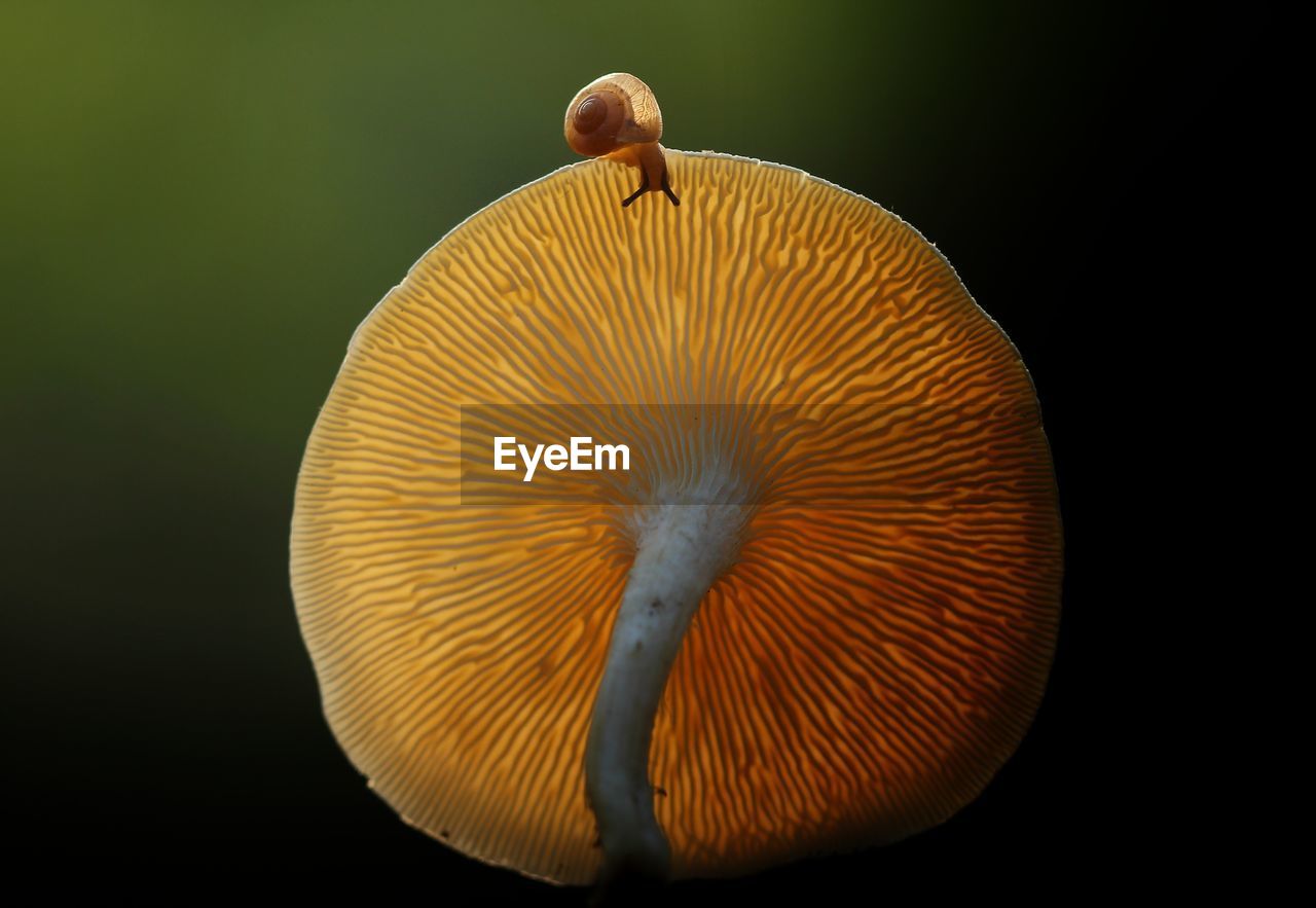 close-up of mushroom growing on field