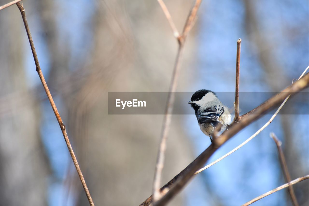 CLOSE-UP OF BIRD PERCHING ON TWIG