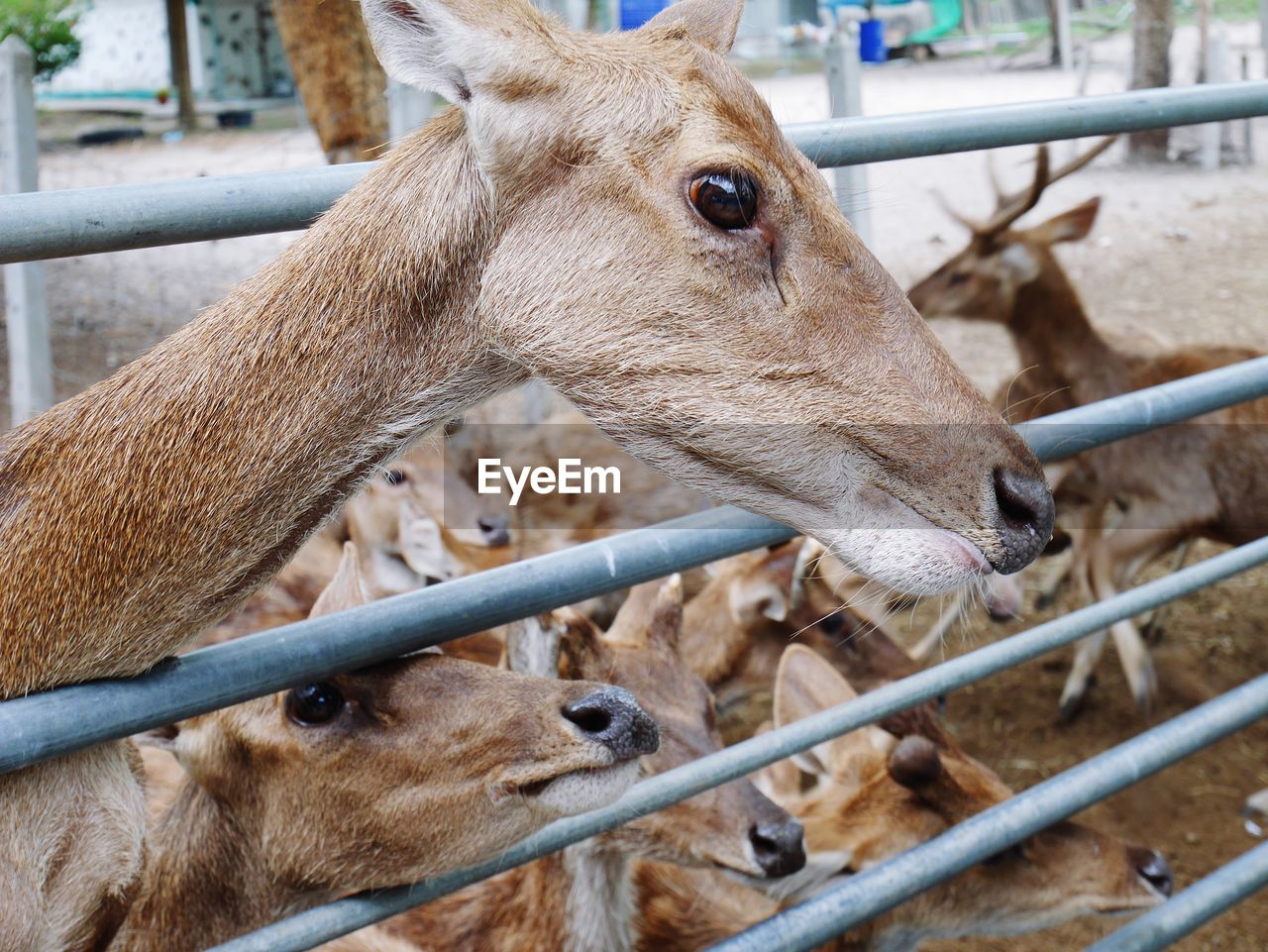 CLOSE-UP OF DEER IN A FARM