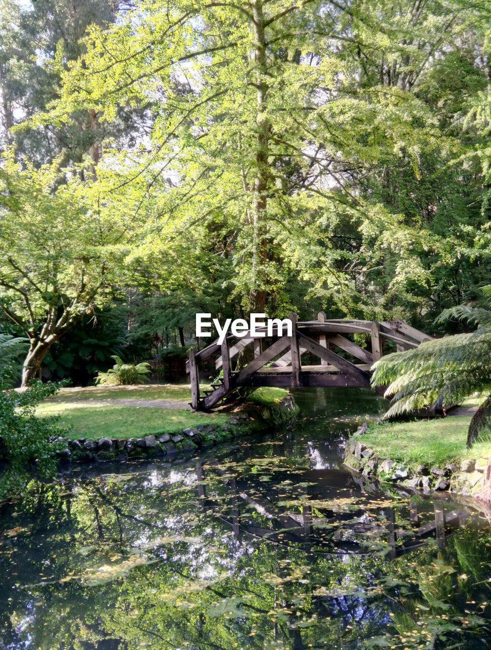 VIEW OF STREAM IN FOREST