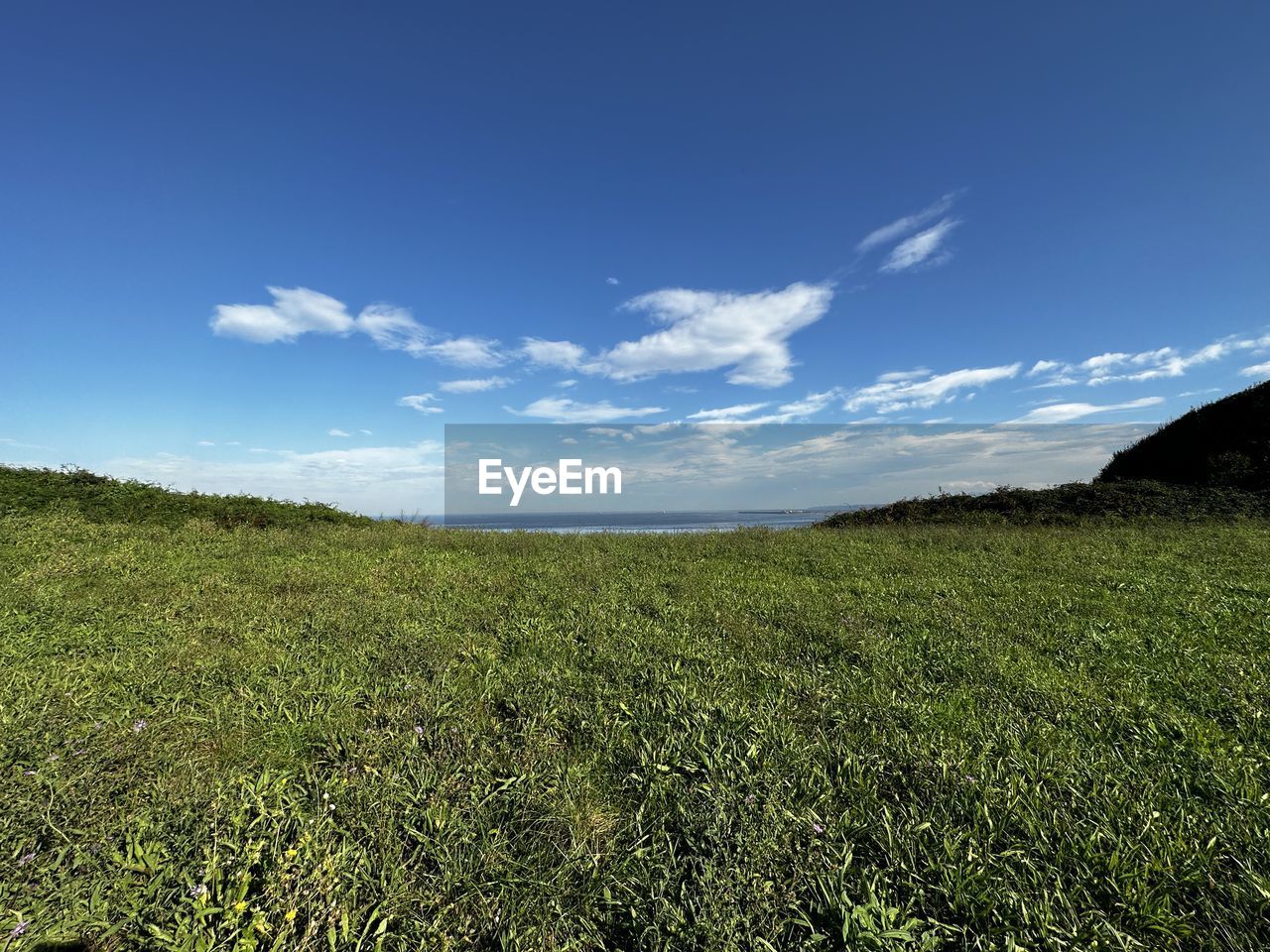 sky, horizon, landscape, environment, grass, grassland, nature, plant, hill, land, meadow, sunlight, cloud, natural environment, field, scenics - nature, beauty in nature, green, blue, plain, rural area, no people, rural scene, agriculture, tranquility, pasture, prairie, outdoors, flower, plateau, growth, tranquil scene, day, crop, tree, horizon over land, non-urban scene, summer