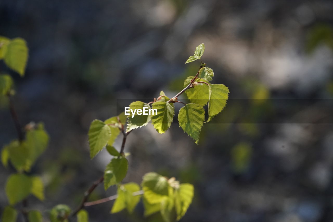 Close-up of green leaves on plant