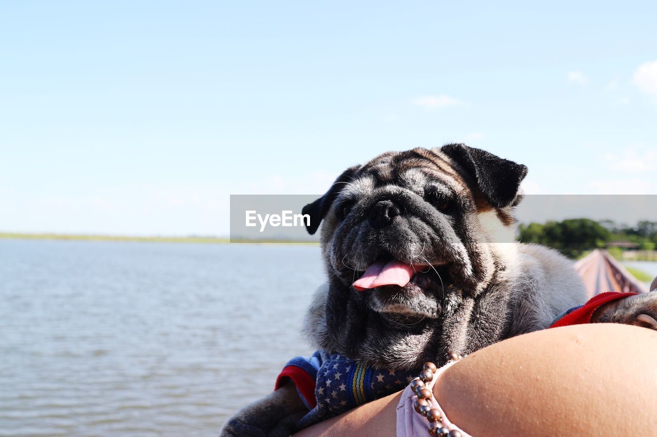 CLOSE-UP OF DOG AGAINST SKY WITH WATER