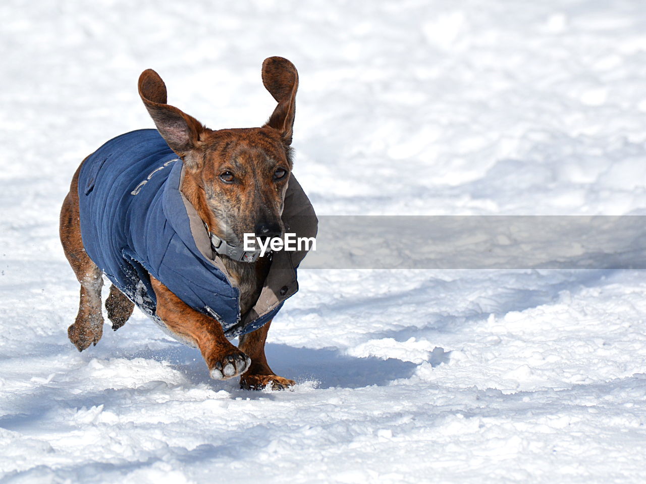 VIEW OF DOG ON SNOW