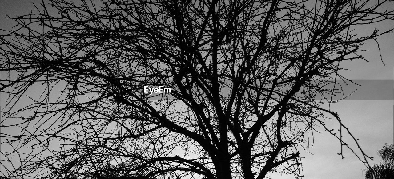 LOW ANGLE VIEW OF SILHOUETTE TREE AGAINST SKY