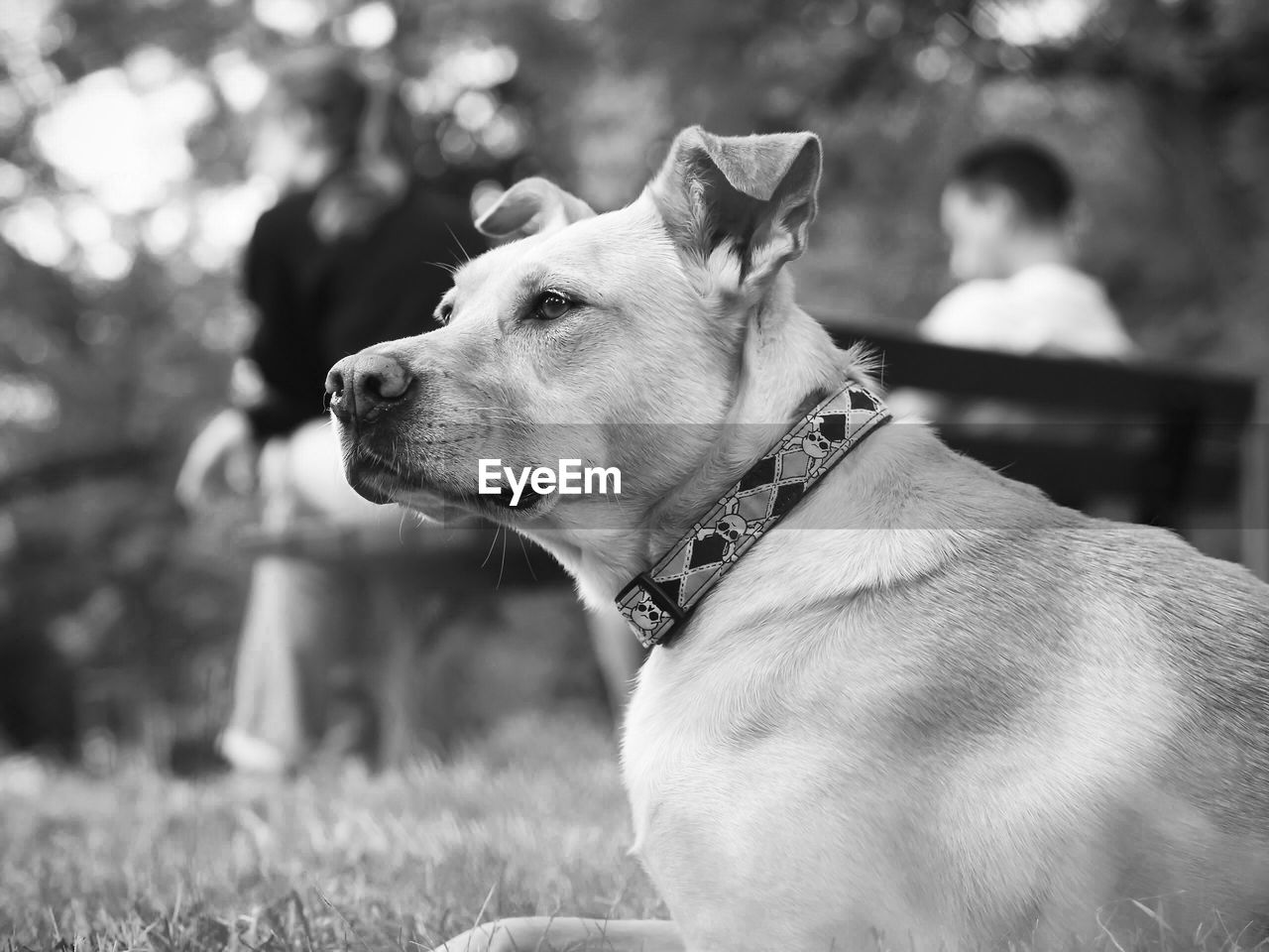 Close-up of dog sitting on grass