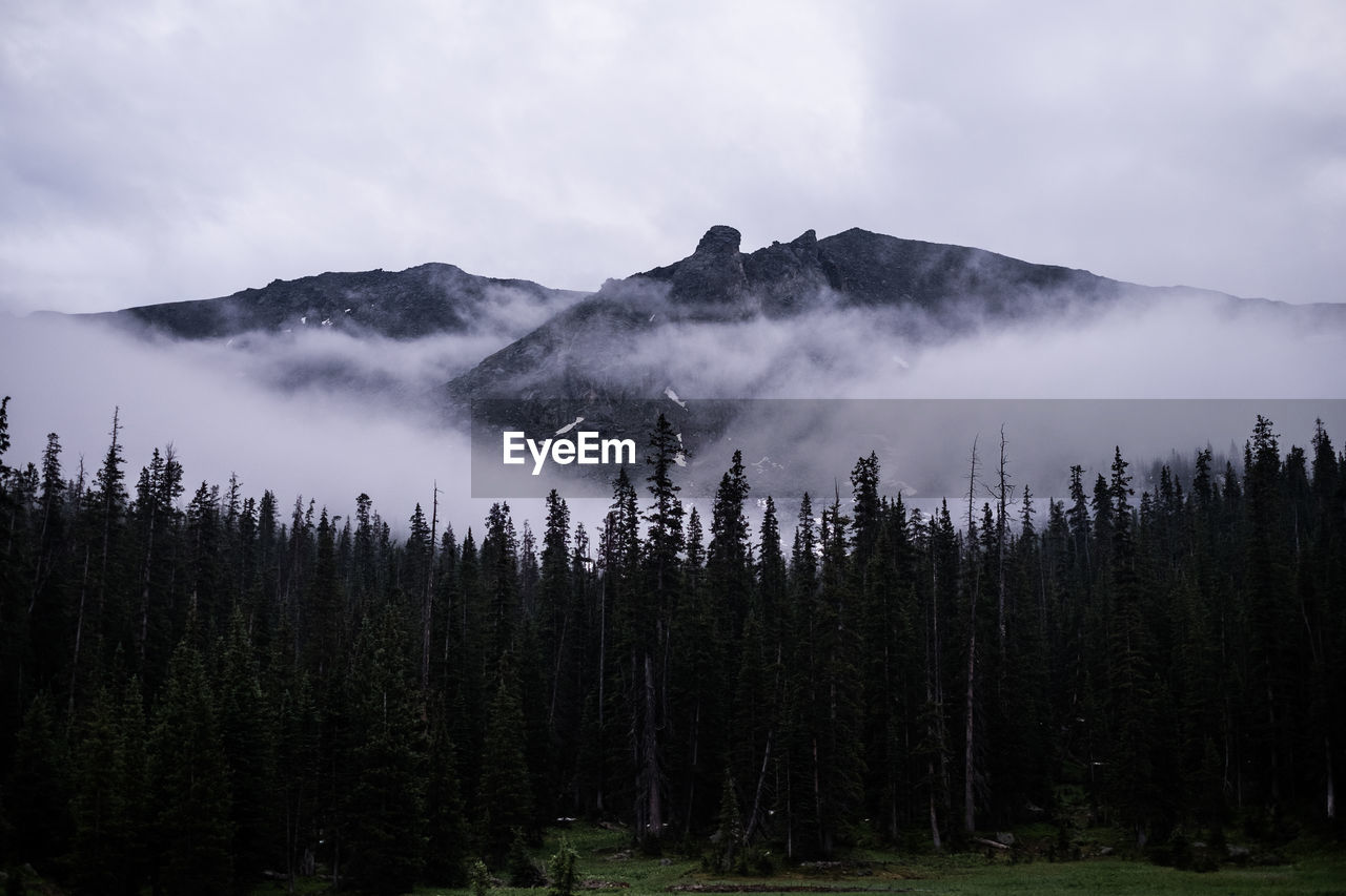 Panoramic view of trees in forest against sky