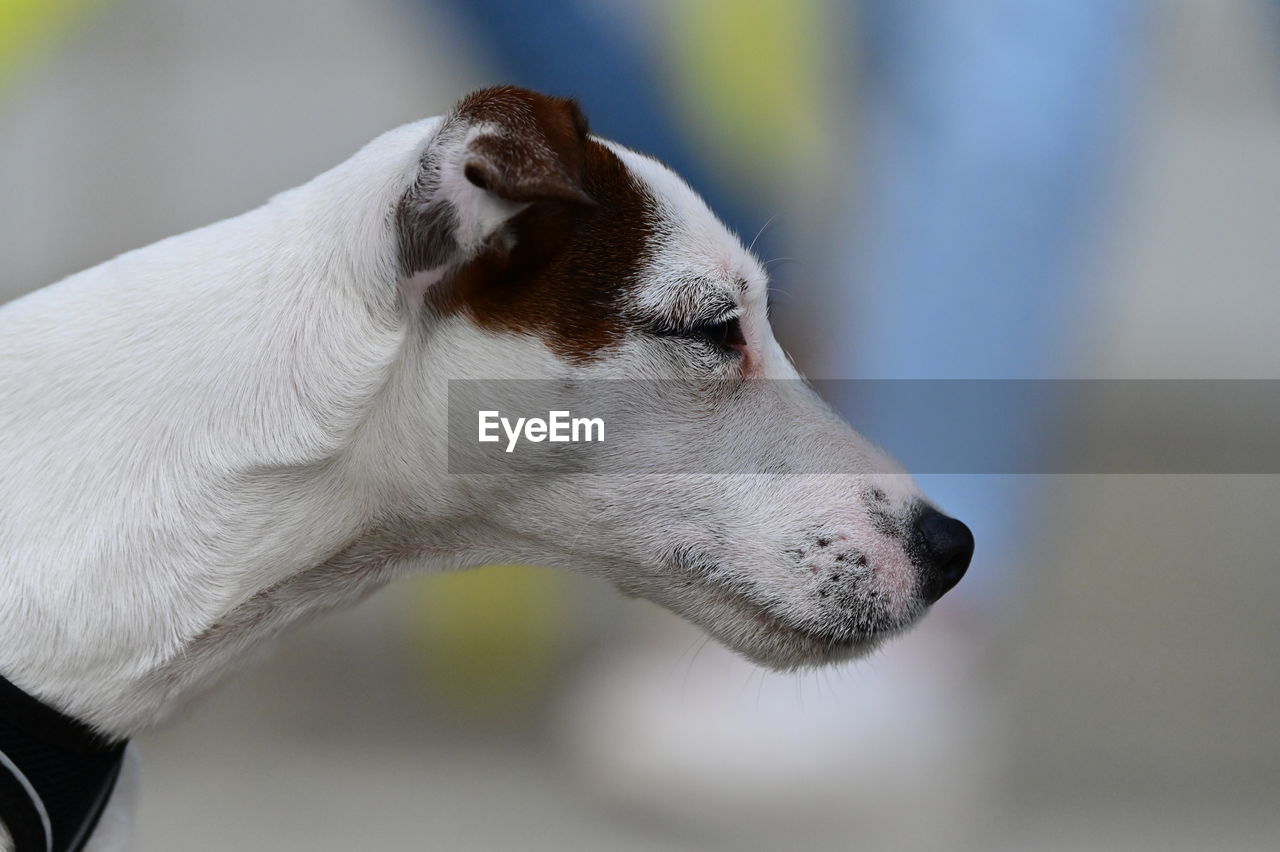 one animal, animal themes, animal, dog, mammal, pet, domestic animals, canine, close-up, white, looking, animal body part, side view, nose, profile view, looking away, focus on foreground, animal head, carnivore, no people, puppy, whippet