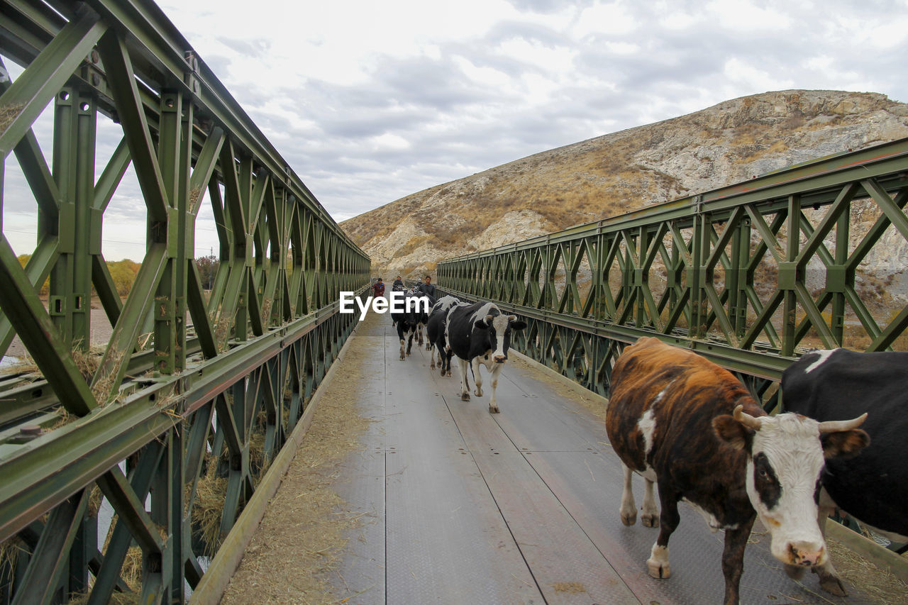 Several cattle passed the iron bridge