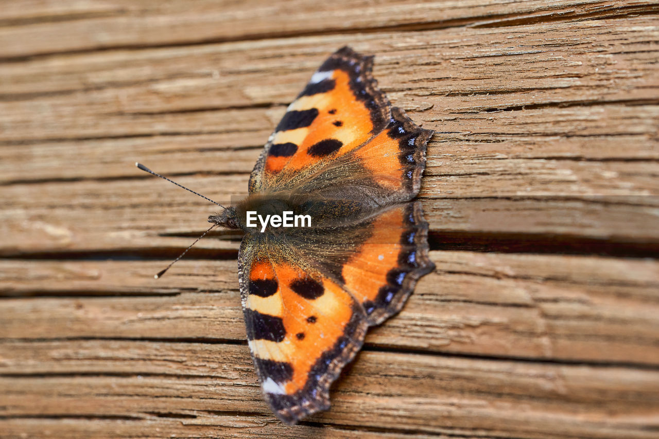 CLOSE-UP OF BUTTERFLY ON WOODEN PLANK