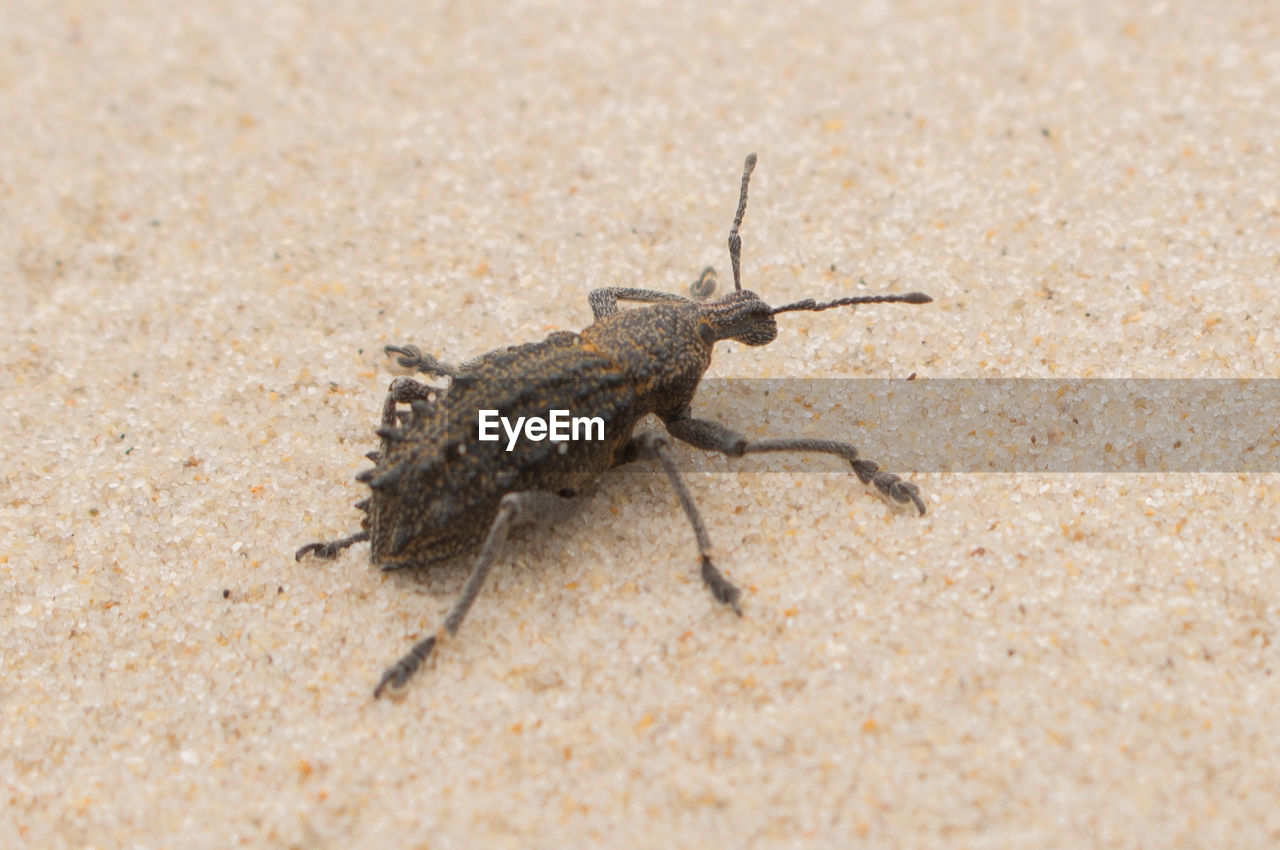 CLOSE-UP OF INSECT ON SAND
