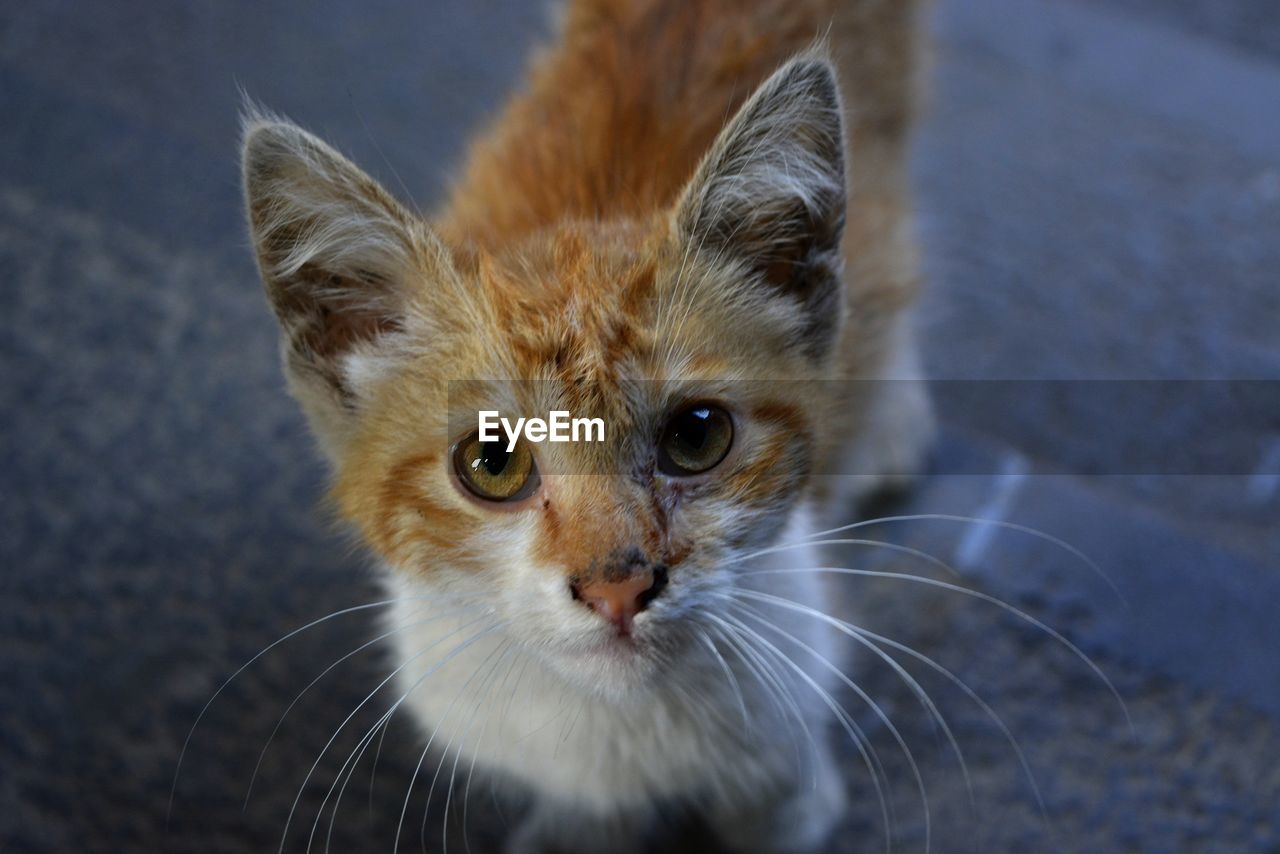 Close-up portrait of cat