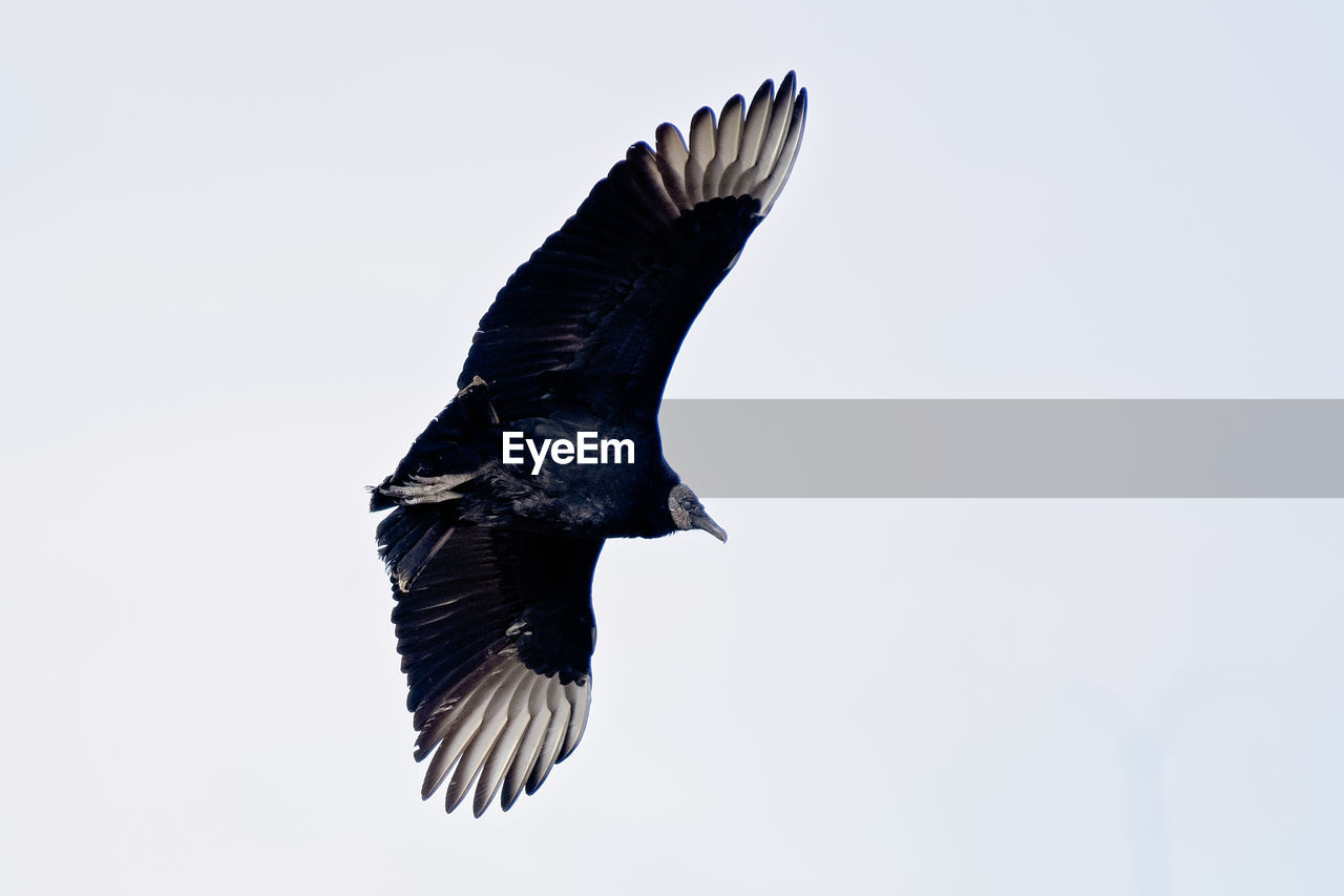 LOW ANGLE VIEW OF BIRD FLYING