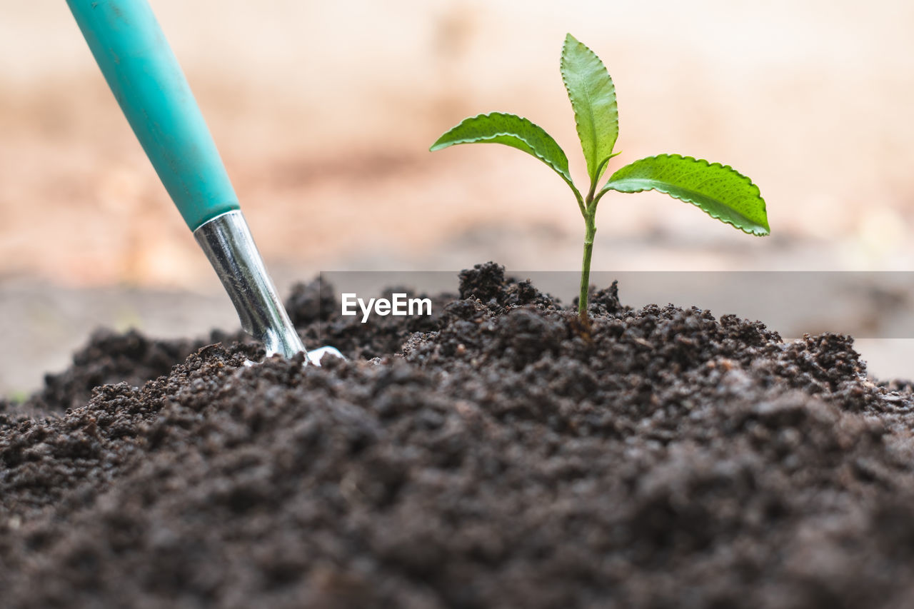 close-up of plant growing on field