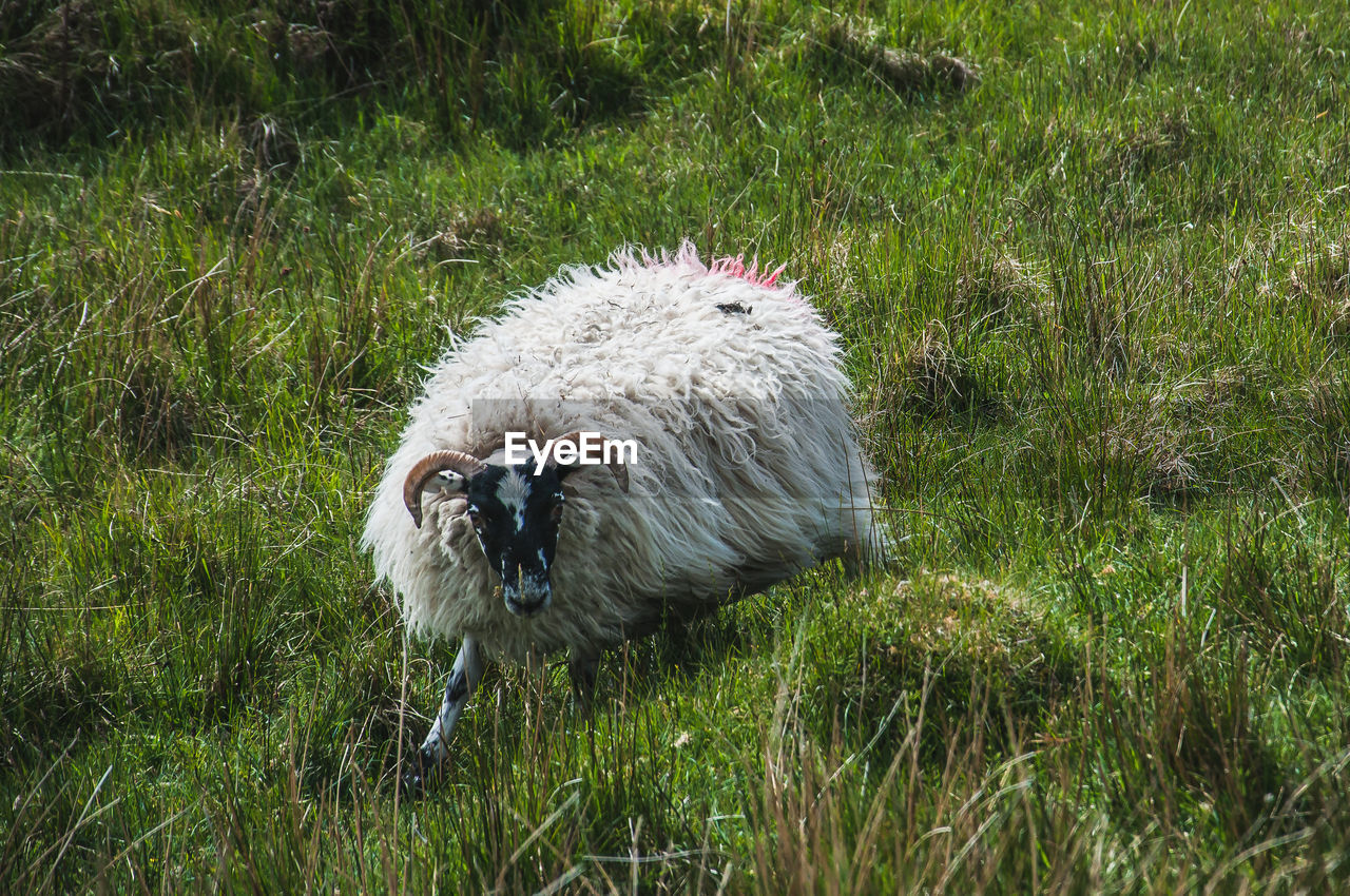 Blackface sheep grazing in the isle of skye, scotland