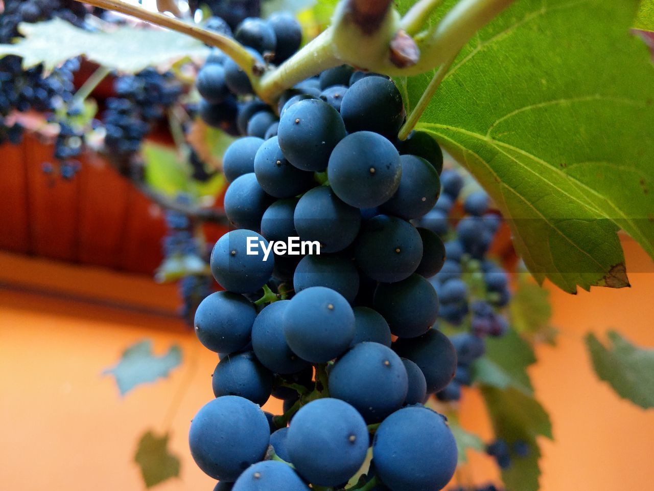 CLOSE-UP OF GRAPES GROWING ON VINEYARD