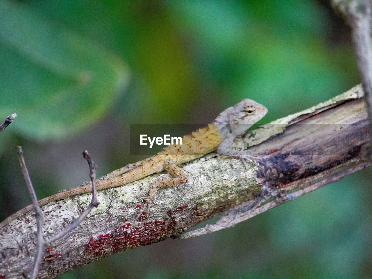 CLOSE-UP OF LIZARD ON TREE