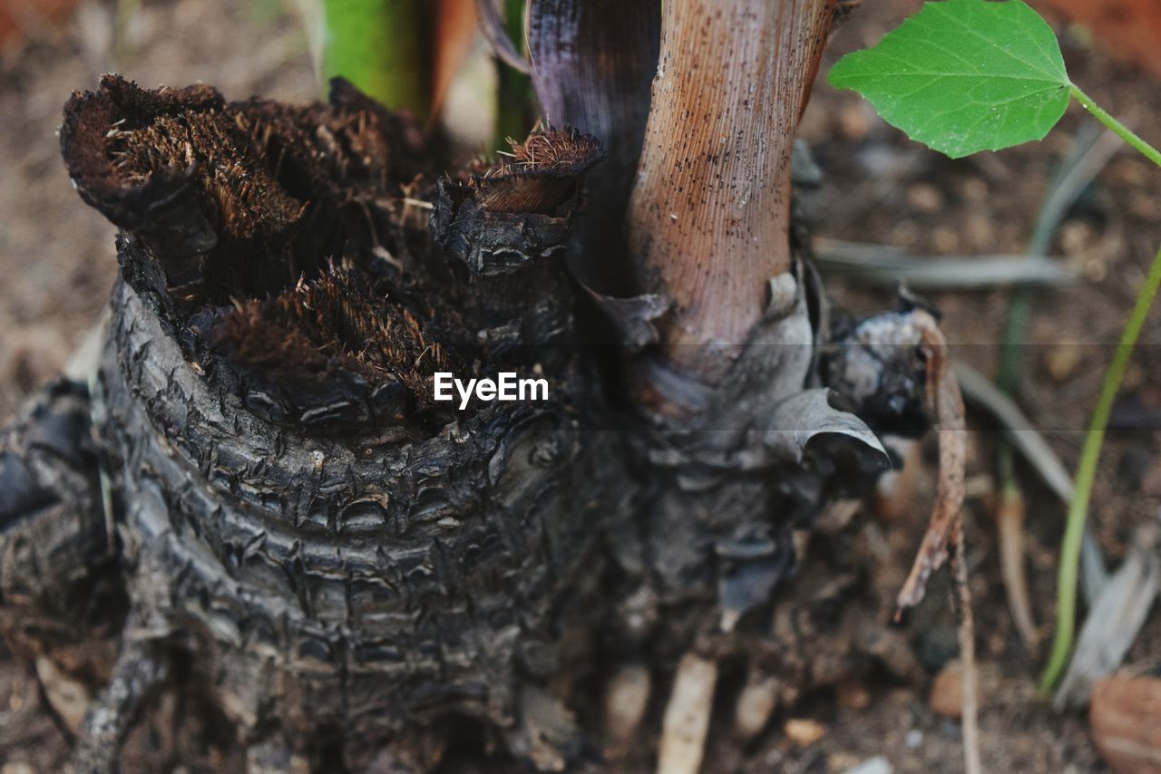 Close-up of tree trunk