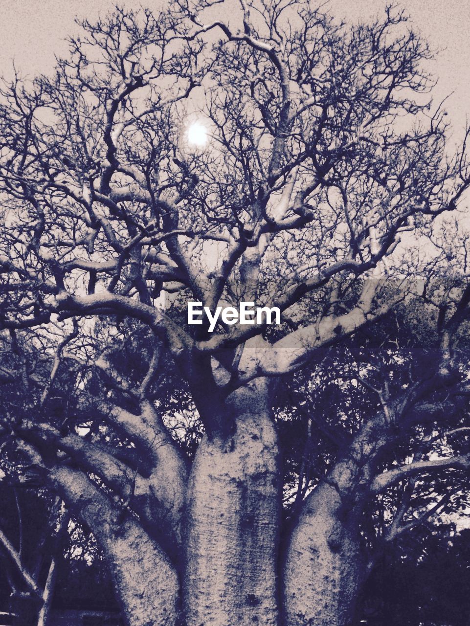 LOW ANGLE VIEW OF BARE TREES AGAINST SKY