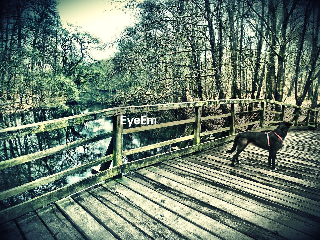 WOODEN BOARDWALK IN THE FOREST