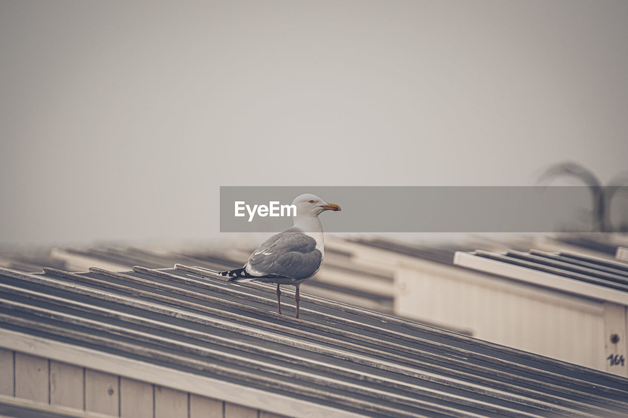 SEAGULL PERCHING ON A ROOF