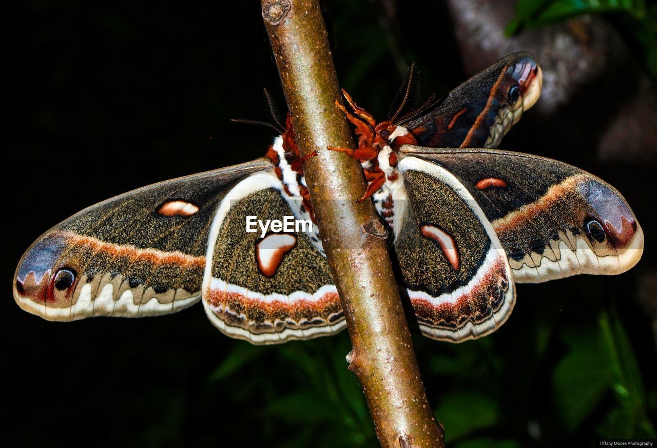 Mating cecropia's