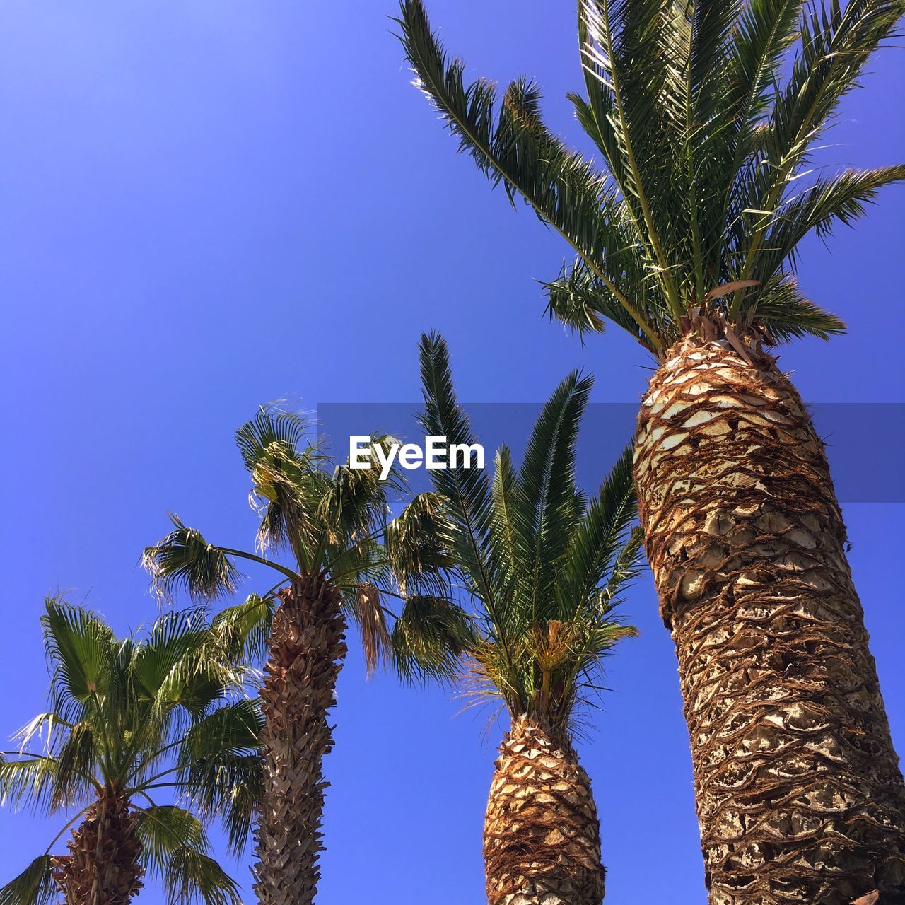 LOW ANGLE VIEW OF PALM TREES AGAINST BLUE SKY