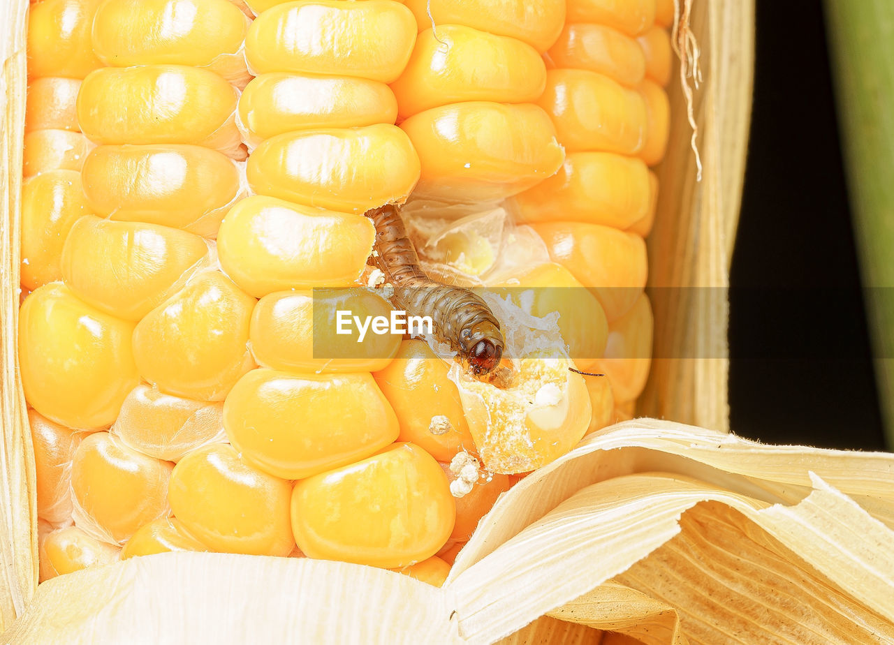 close-up of corn on table