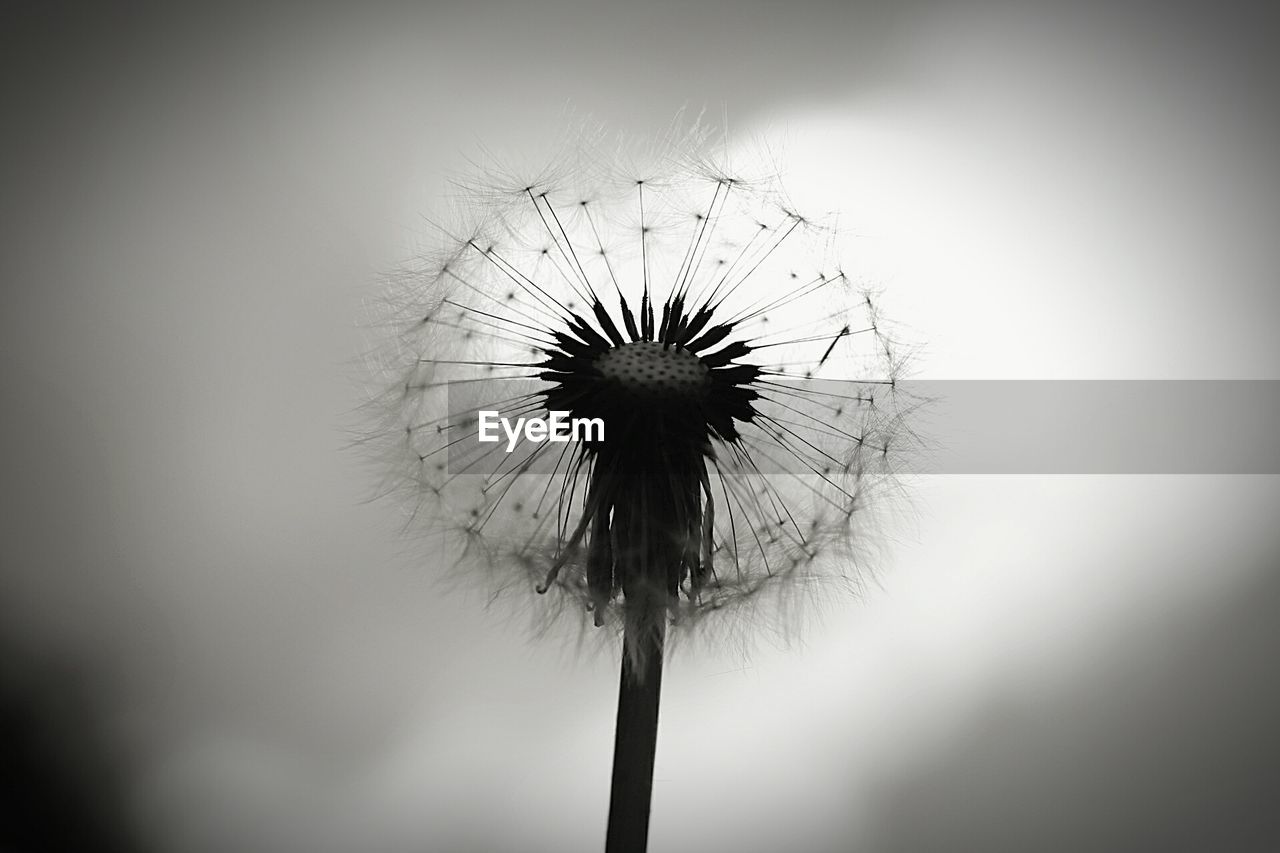 CLOSE-UP OF DANDELION ON PLANT