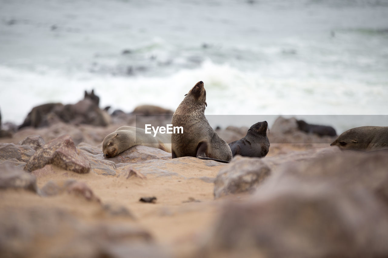 Cape cross seal reserve, namibia