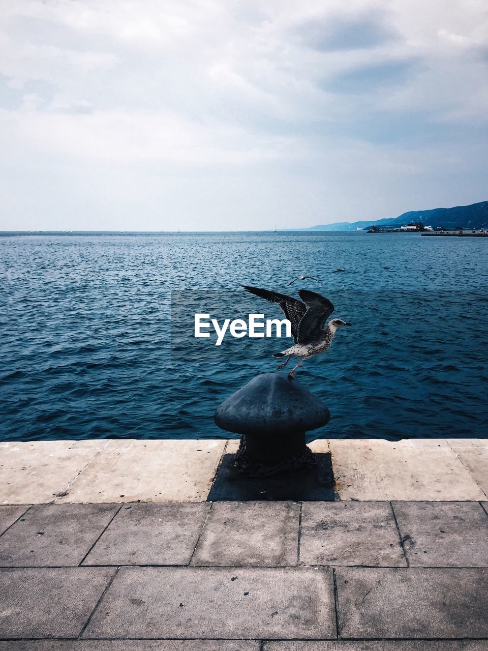 Bird flying by sea against sky