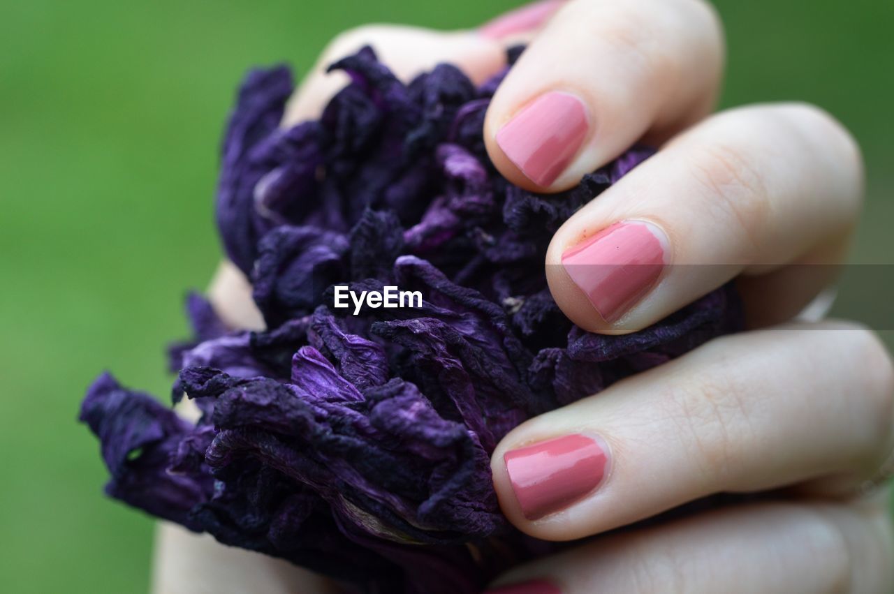 Close-up of hand holding withered blossoms