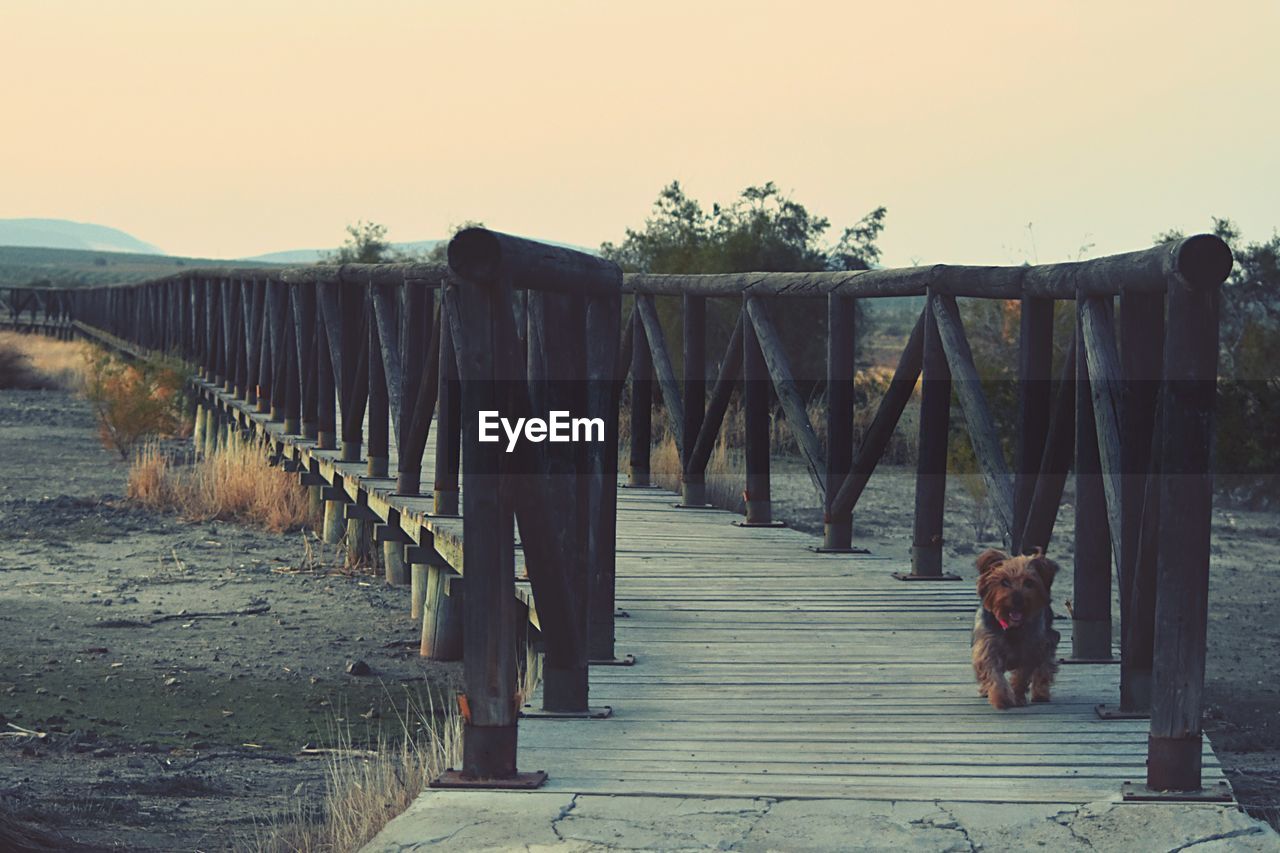 VIEW OF DOG ON WOODEN STRUCTURE