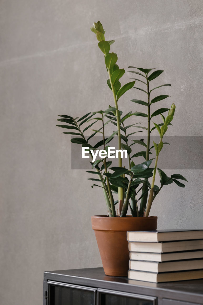 POTTED PLANTS ON TABLE AGAINST WALL