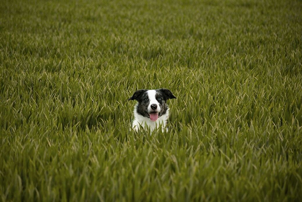 PORTRAIT OF DOG STANDING ON GRASSY FIELD