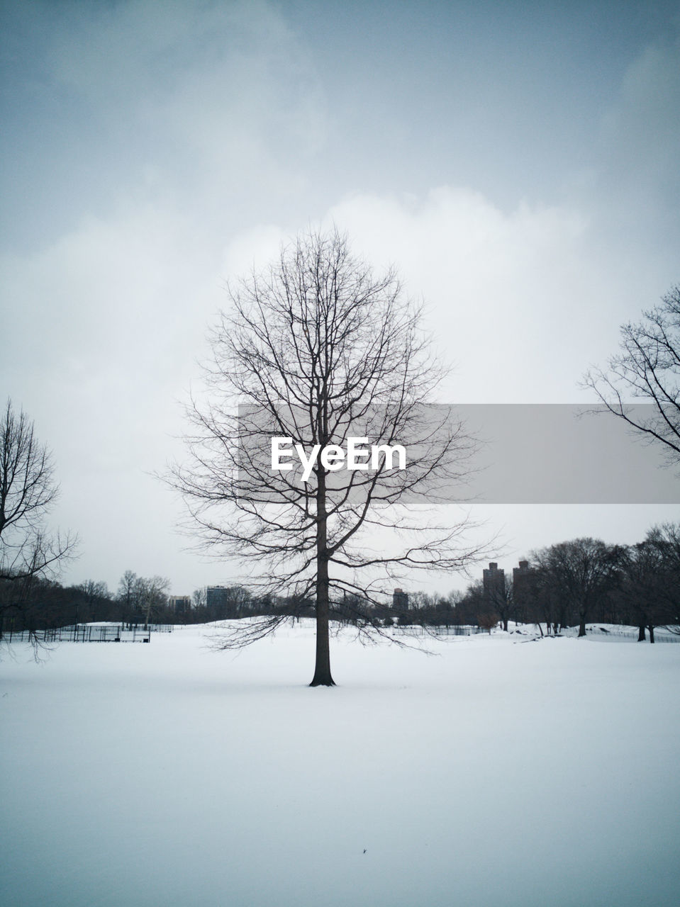 BARE TREES ON SNOWY LANDSCAPE AGAINST SKY