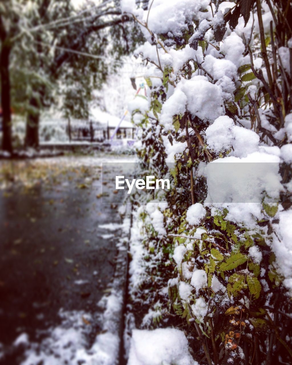 White flower tree in snow