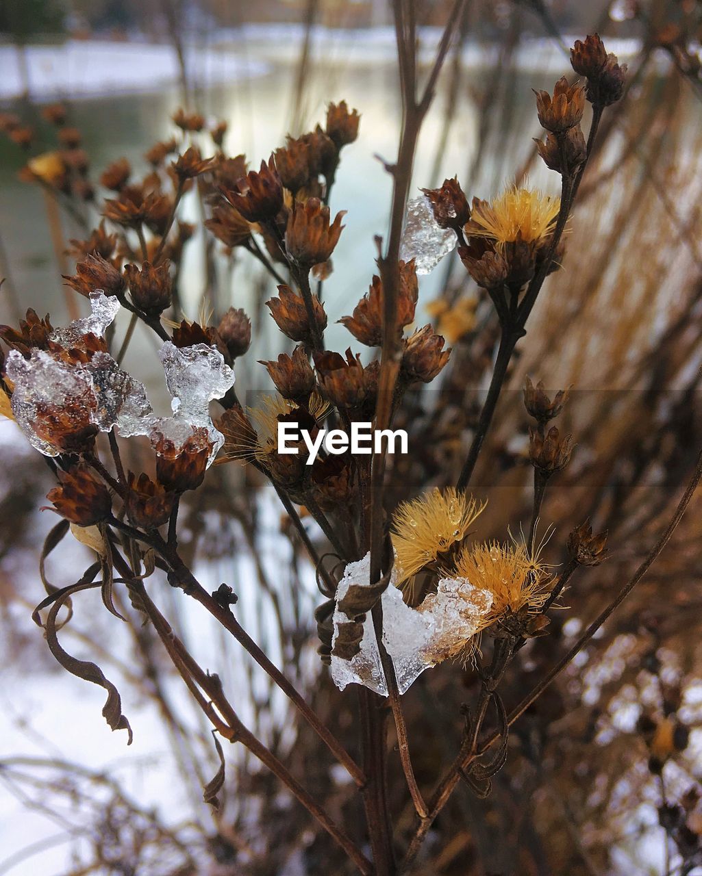 Close-up of wilted flowering plant