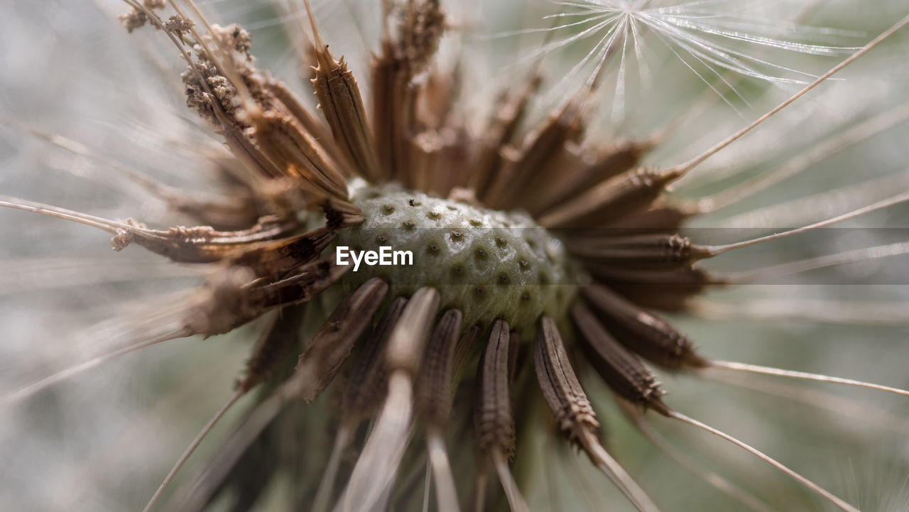 Close-up of wilted plant