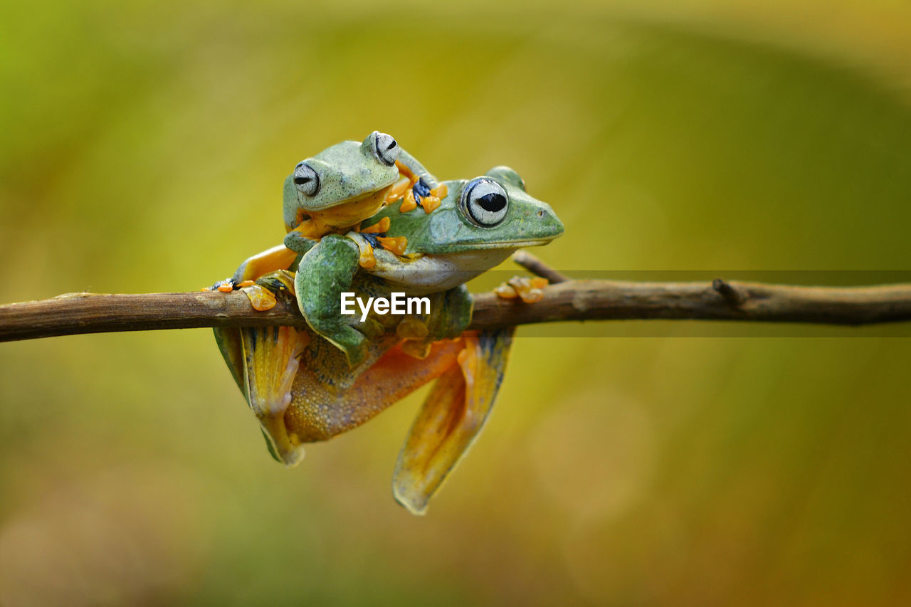 Close-up of frogs on branch