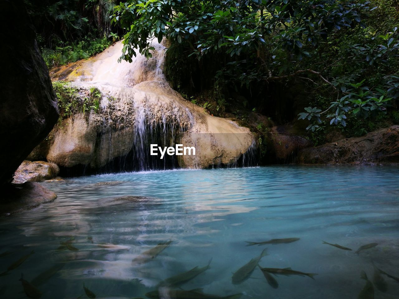 SCENIC VIEW OF RIVER IN FOREST