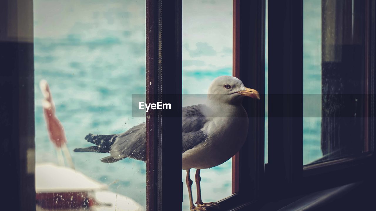 Close-up of bird looking through window