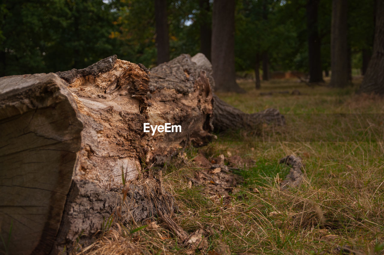 CLOSE-UP OF TREE TRUNK