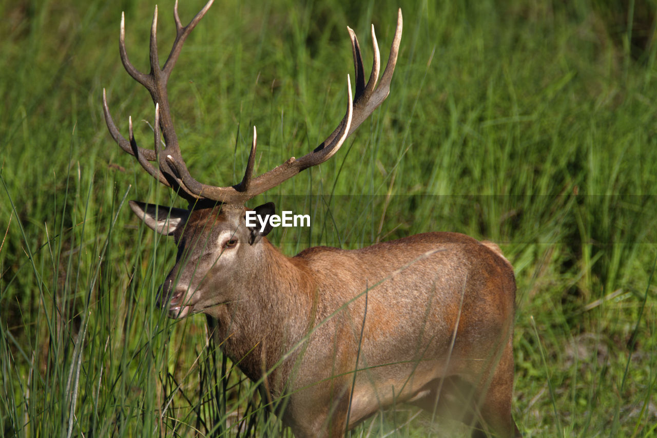 Red deer from kopacki rit, croatia