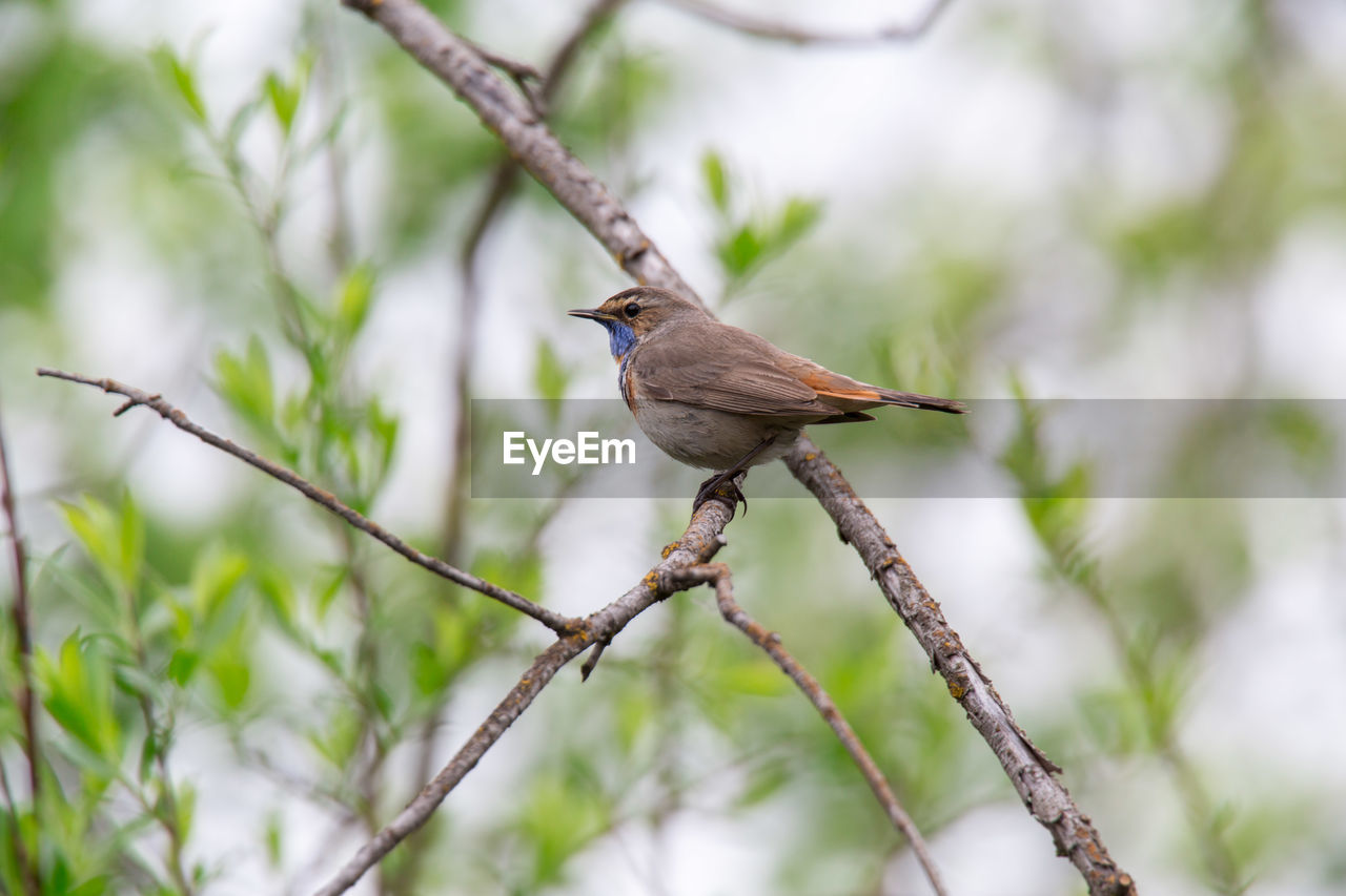 CLOSE-UP OF BIRD PERCHING ON TREE