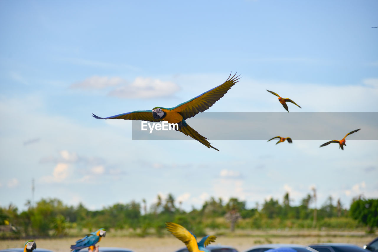 FLOCK OF BIRDS FLYING IN SKY