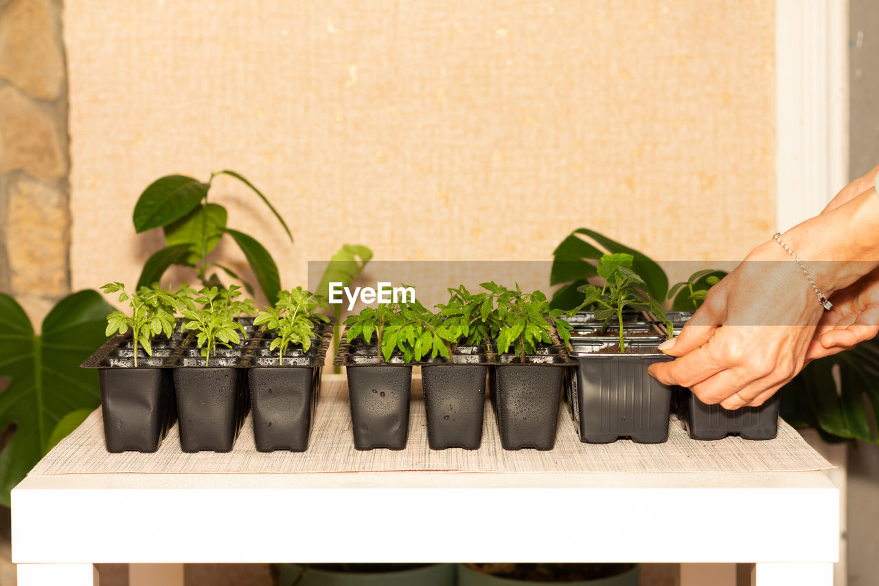 The hands of a woman putting pots of tomato and cucumber seedlings on the table in the room