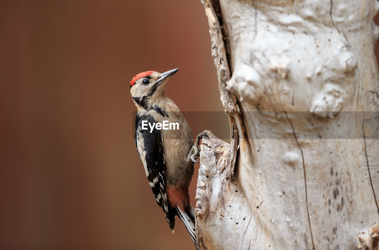 Close-up of bird perching on tree trunk