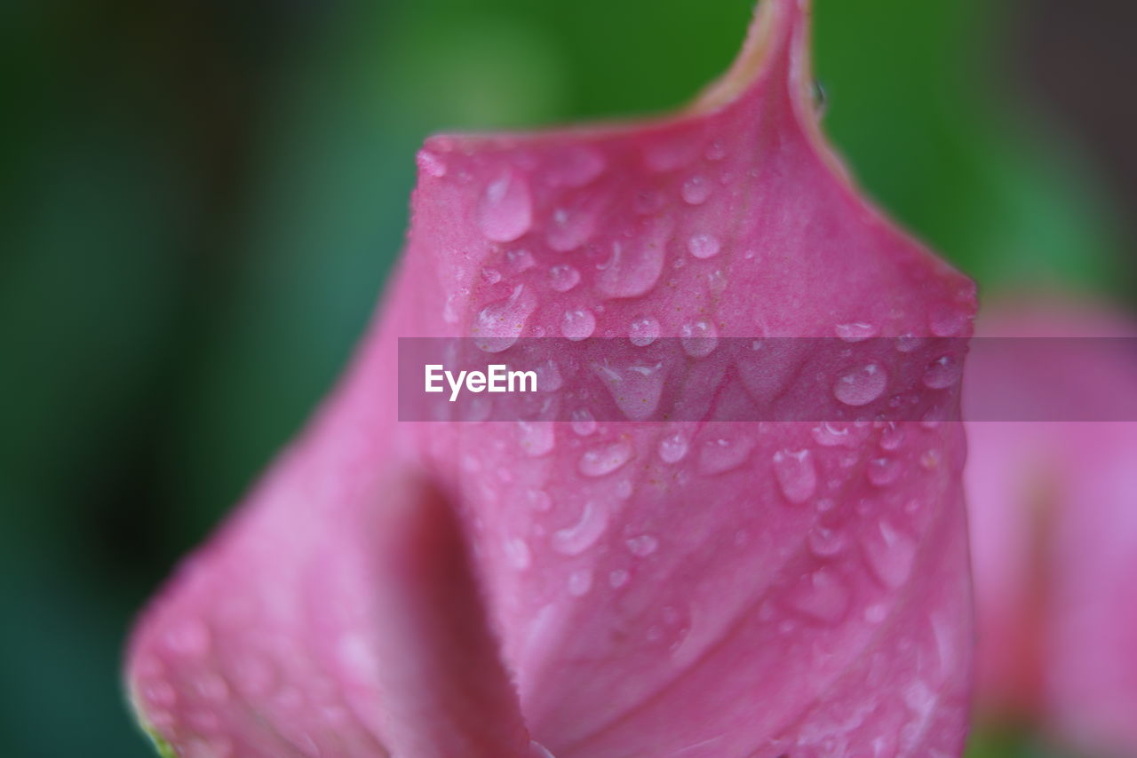 Close-up of water drops on pink rose