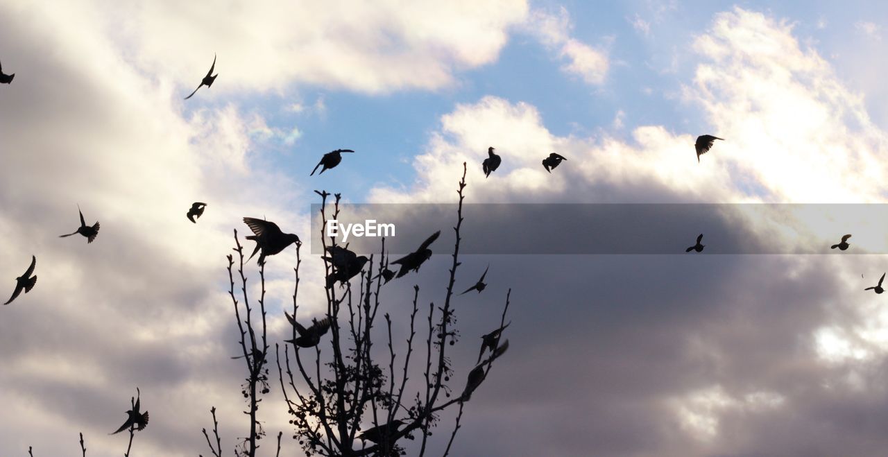 LOW ANGLE VIEW OF SILHOUETTE BIRDS FLYING IN SKY AGAINST THE BACKGROUND
